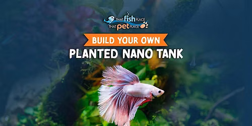 Build Your Own Planted Nano Tank!
