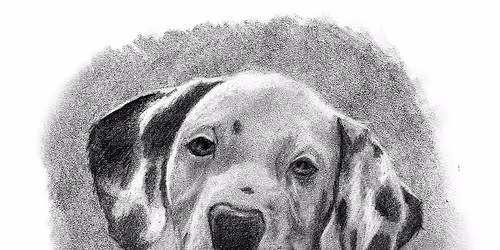 Drawing Art Class: Animal Portraits