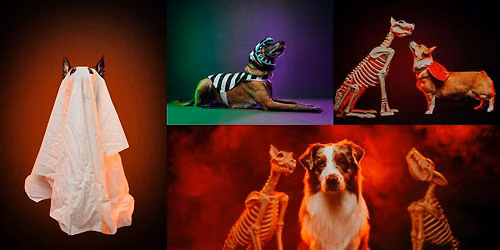 Howl-O-Ween: Creative Dog Photography Workshop - Los Angeles