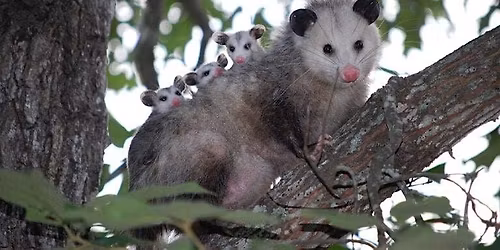 Greenway Wild Walks: Awesome Opossums