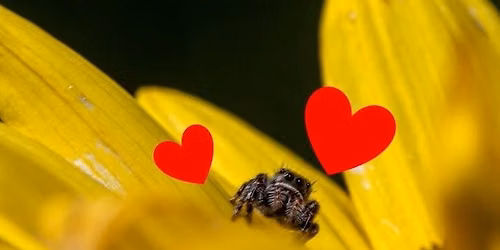 Reading Ranger: Chilling With Spiders