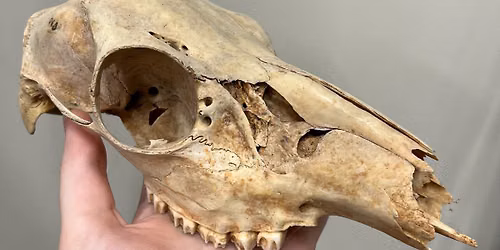 Skulls and Skins