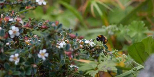 The \u2018pharmaceutical\u2019 garden - Guided Walk