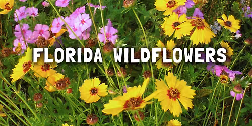 Florida Wildflowers!
