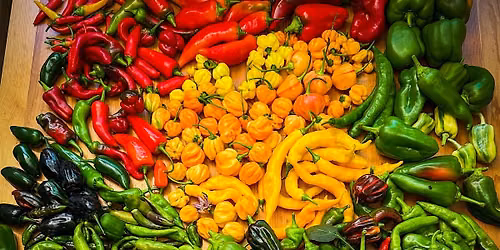 Peppers Galore: Growing, Tasting & Hot Sauce Making Workshop