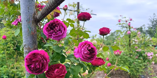 Old Roses Tour with Rose Expert Elaine Sedlack