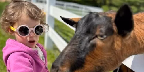 Family Farmyard Fun