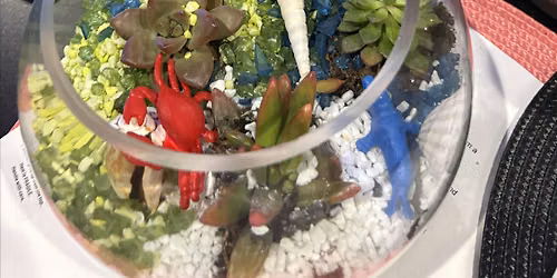 Coastal Themed Succulent Plant Terrarium