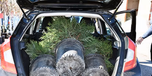 New Brighton Tree Giveaway