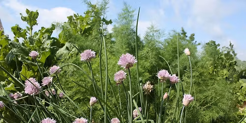 Herbs: From Garden to Table 
