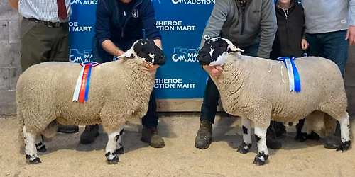 Halifax Show - Derbyshire Gritstone Classes