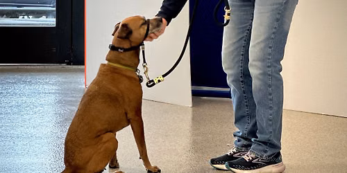 Dog Training - Calm Canine (Hazel Dell)