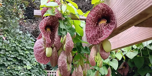 Dynamic Plants for Garden Challenges Indoors and Out