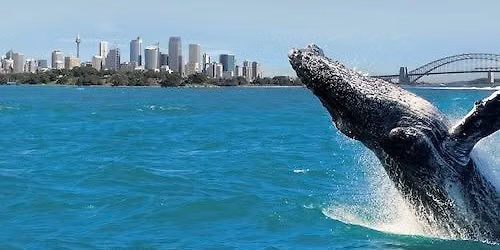Whale Watching Cruise in Sydney with Breakfast\/Lunch Tickets
