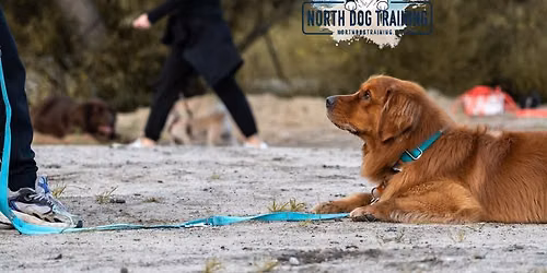 Podstawowe Pos\u0142usze\u0144stwo z North Dog Training