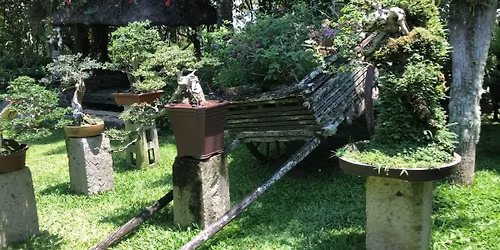 CBC Open Bonsai Competition