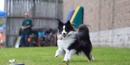 Dog Luring @ Care-A-Lot Pets Corporate Office