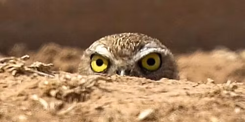 Wildlife On Tap: Burrowing Owls