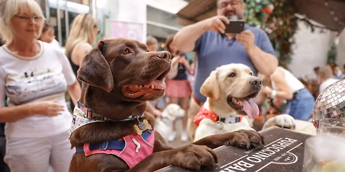 LABRADOR CAFE - EDINBURGH
