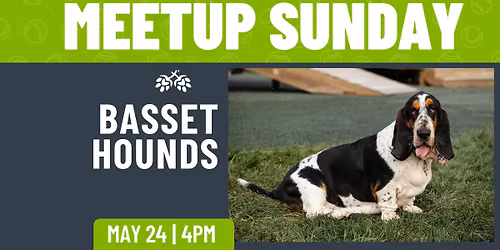 Basset Hound Meetup