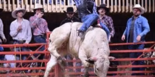 CC Bucking Bulls and Barrel Riding