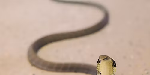 Juneteenth Venomous Snake Show 