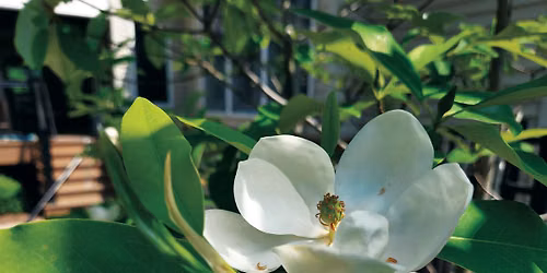 Best Native Plants for your Garden