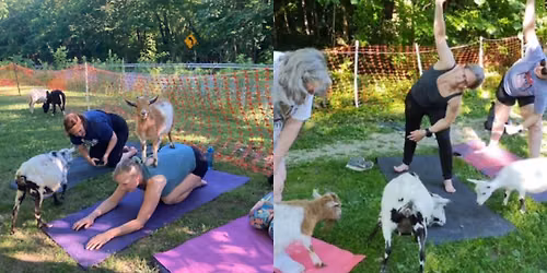 Goat Yoga