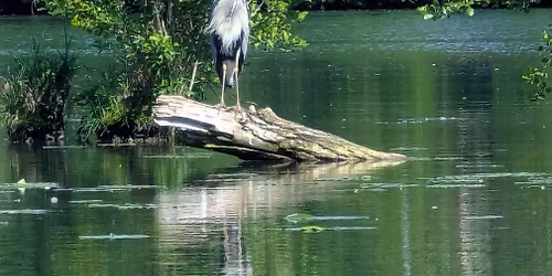 Patrimoine de l'eau et biodiversit\u00e9 : Mont d'Or et Val de Sa\u00f4ne