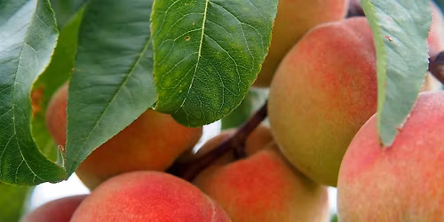 Holistic care of your fruit trees in autumn - gardening workshop