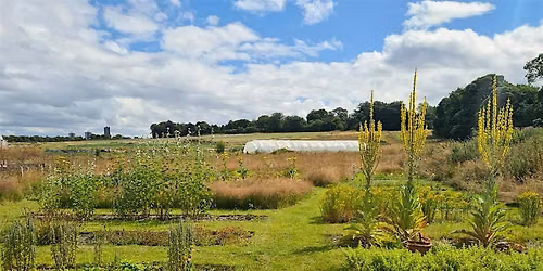 Herb Garden Volunteering with Grass Roots Remedies