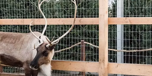 Meet Santa's Reindeer