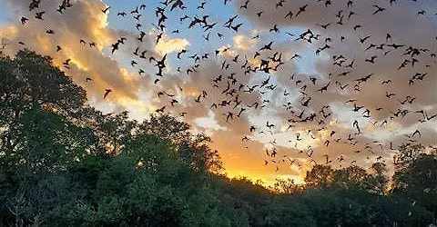 Bracken Cave Bat Experience 2026