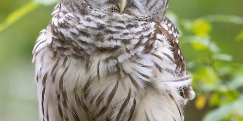 Wildlife Buddies: Animals and Ornaments!