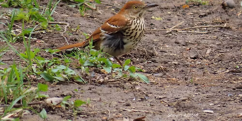 Wee Ones: A Birds Journey