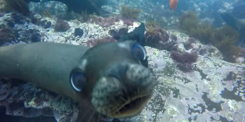 Coronado Islands (OW) Sea Lion Fun!