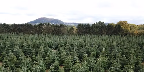 \ud83c\udf84LEIGH SINTON CHRISTMAS TREES OPENS ITS DOORS ONCE MORE \ud83c\udf84