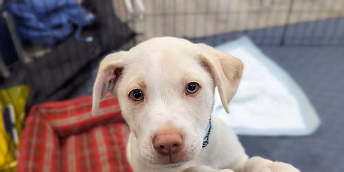 Pics w\/ St Nick & Pet Adoption