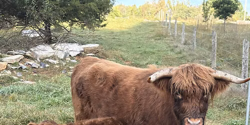 Highland Cow \u2018Meet and Greet\u2019