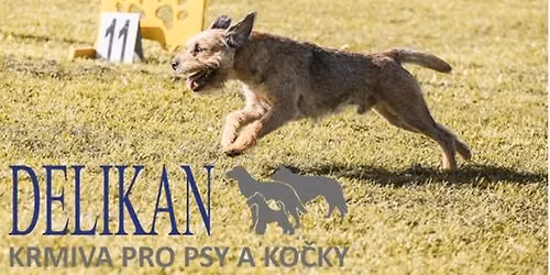 HRANICE - M\u010cR v Agility pro BRT, PRT, JRT a MT 2027 s firmou DELIKAN