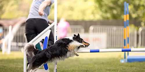 Agility & Sports Camp \/ 29.06. - 03.07.2026