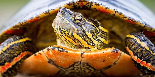 Turtle Obstacle Course