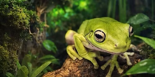 Beginners Bioactive Tree Frog Terrarium Workshop