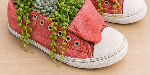 Chucks & Succulents