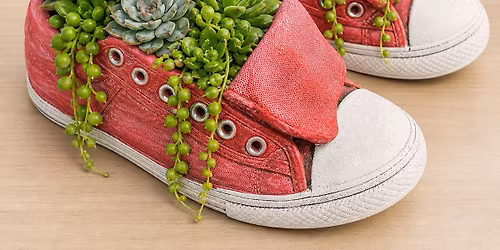 Chucks & Succulents