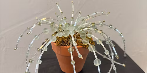 String of Pearls Bead Plants