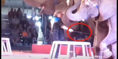 Kansas City: Protest Cruel Animal Acts!