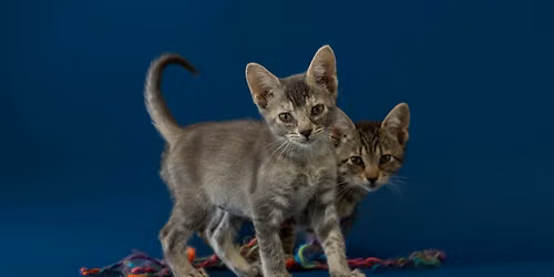 Kitten Yoga Fundraiser