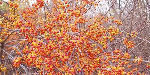 Safeguarding Biodiversity: Managing Invasive Plants with Biologist, Dawn Slack