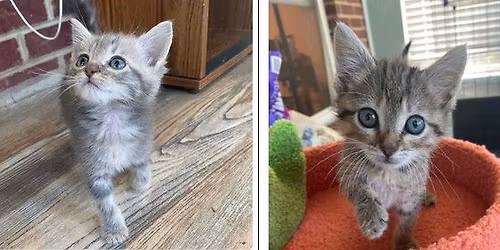 Kitten Adoptions
